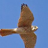12SB8617 American Kestrel